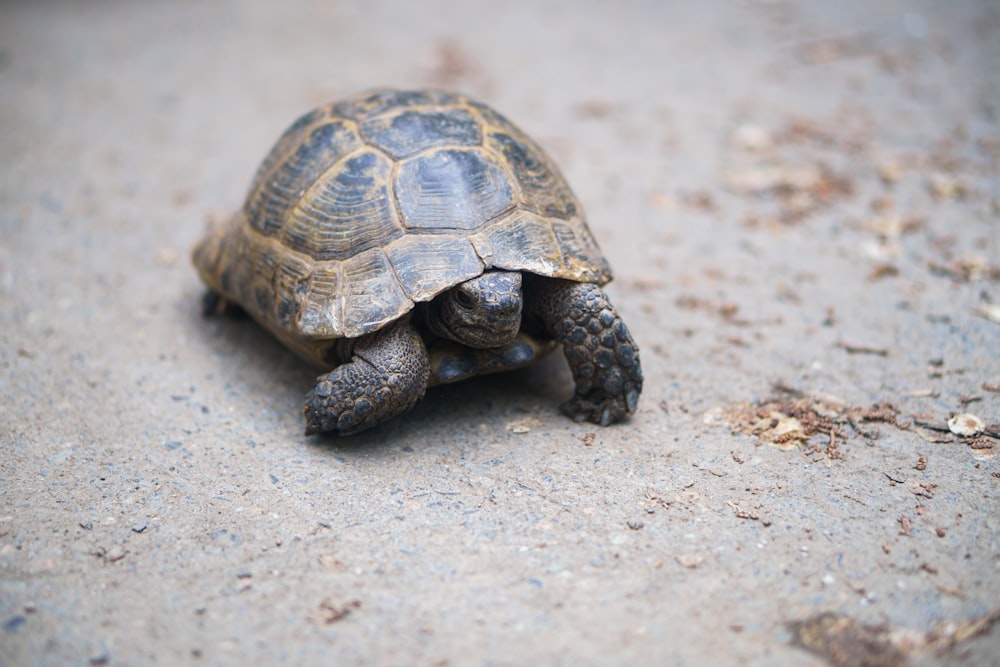 a small turtle is walking on the ground