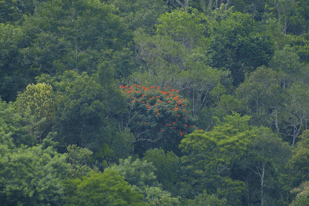 a group of trees with red flowers in the middle of them