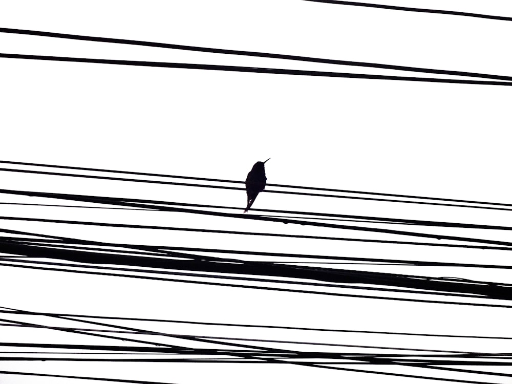 a black and white photo of a bird on power lines