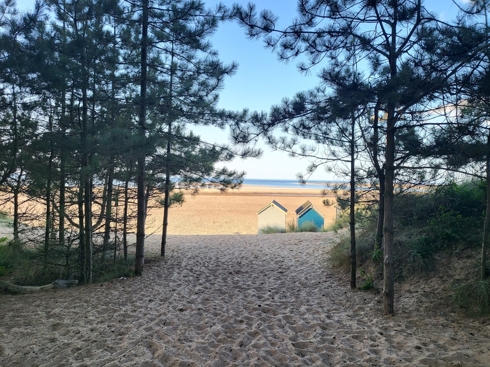 a sandy path leading to a beach with trees
