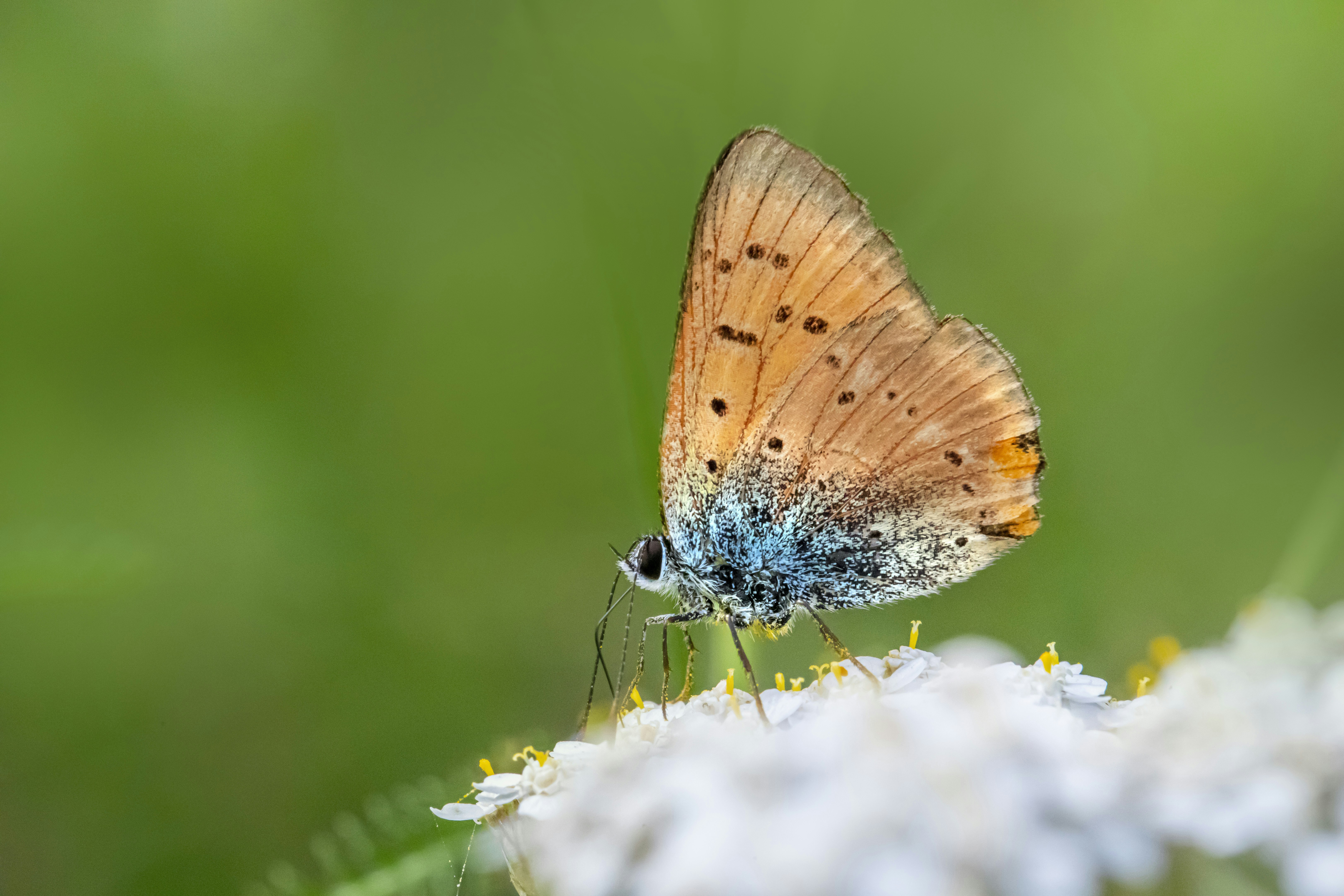 Photo by erik_karits