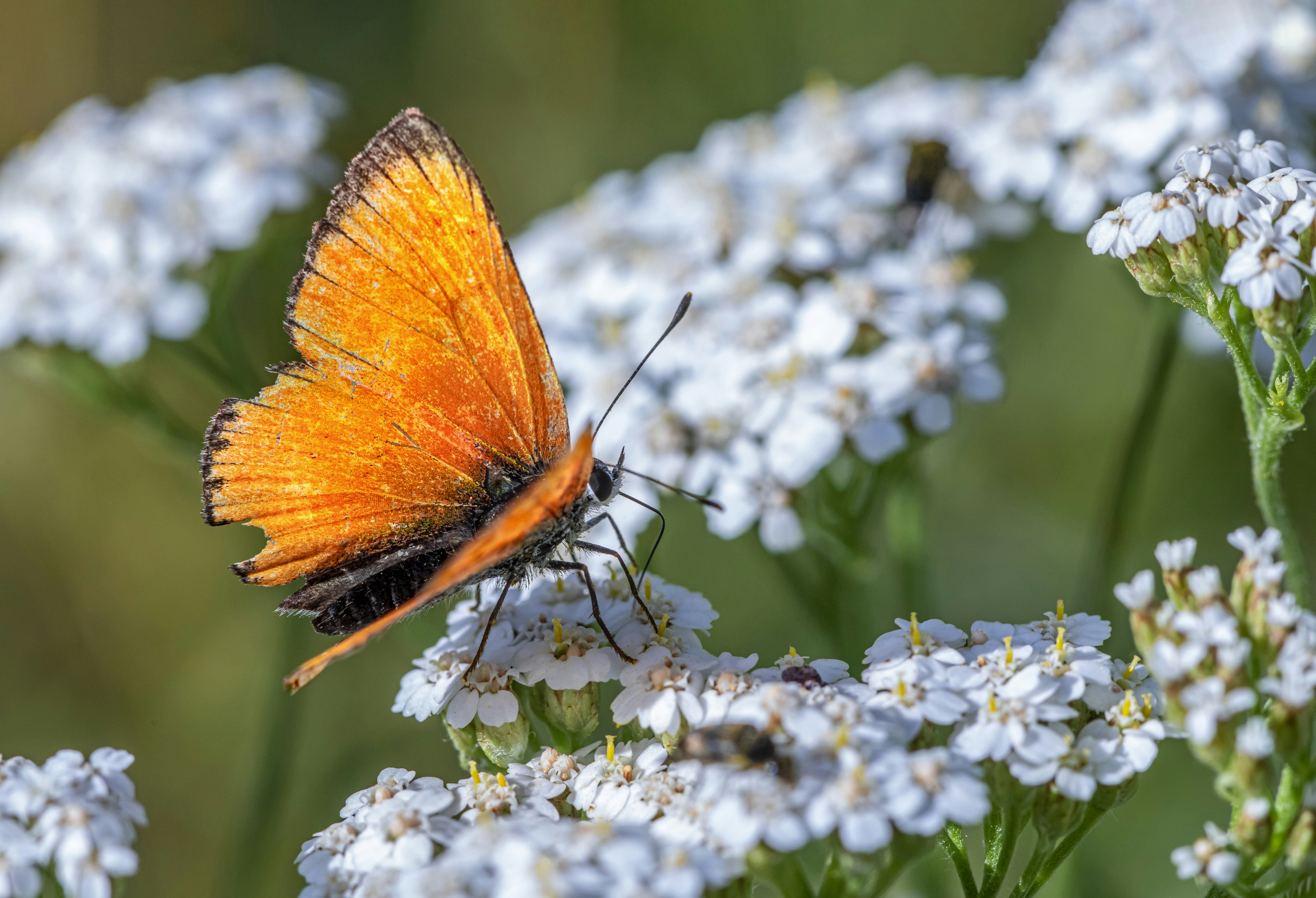 Photo by erik_karits