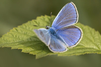 Close-up of a vibrant blue butterfly resting on a wildflower in the meadow.