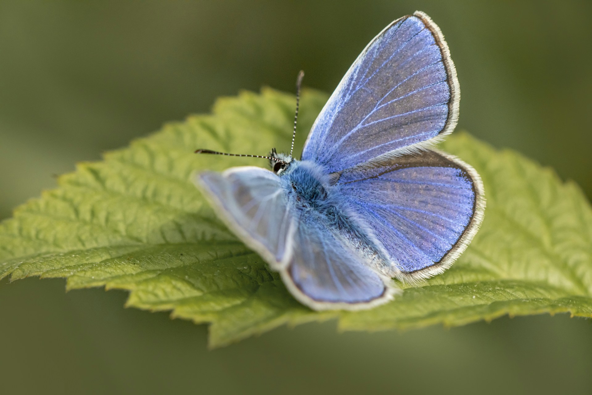 A close-up of a delicate blue butterfly resting on a dark leaf, highlighting the intricate patterns on its wings.