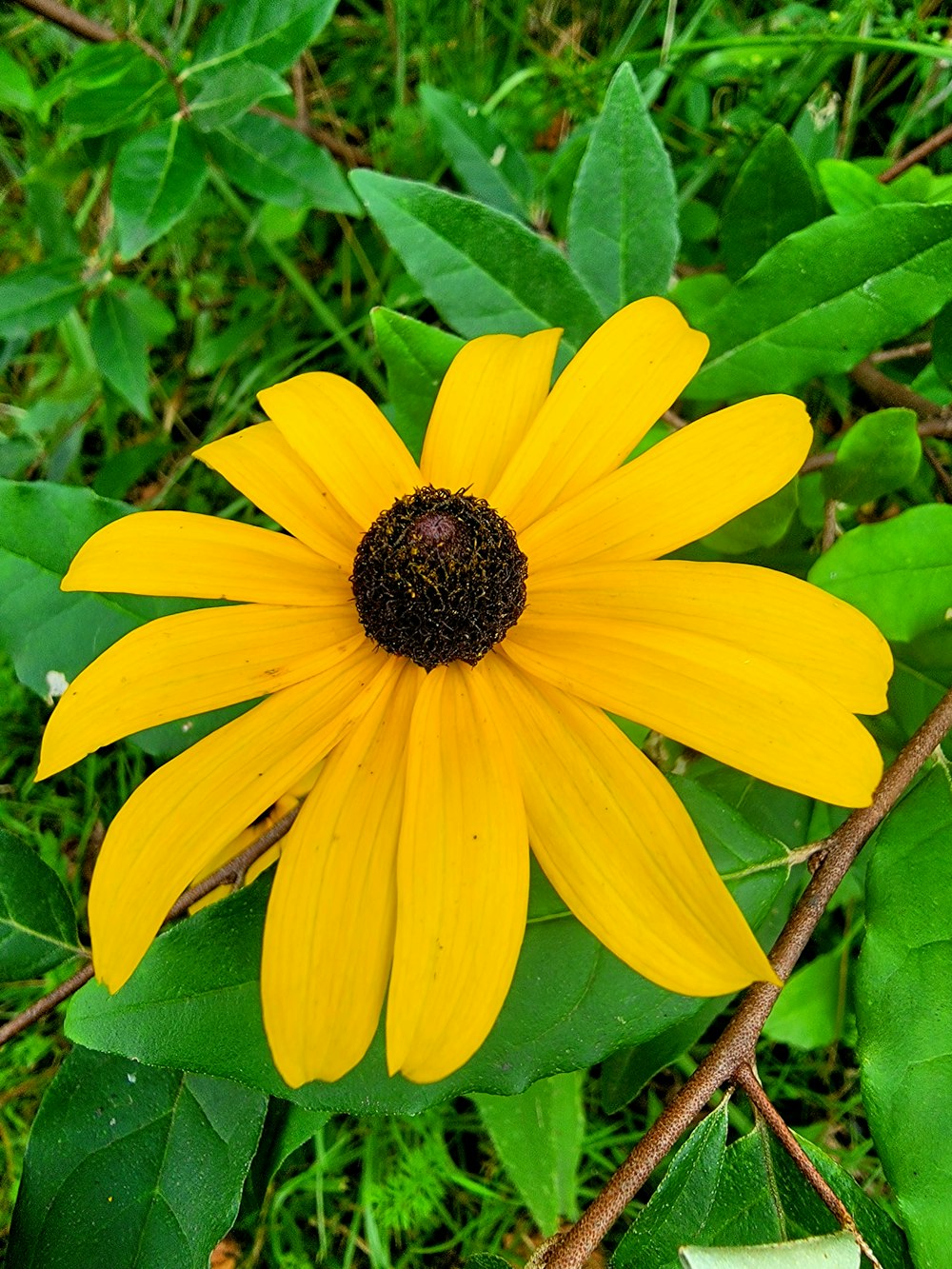 a yellow flower with a black center surrounded by green leaves