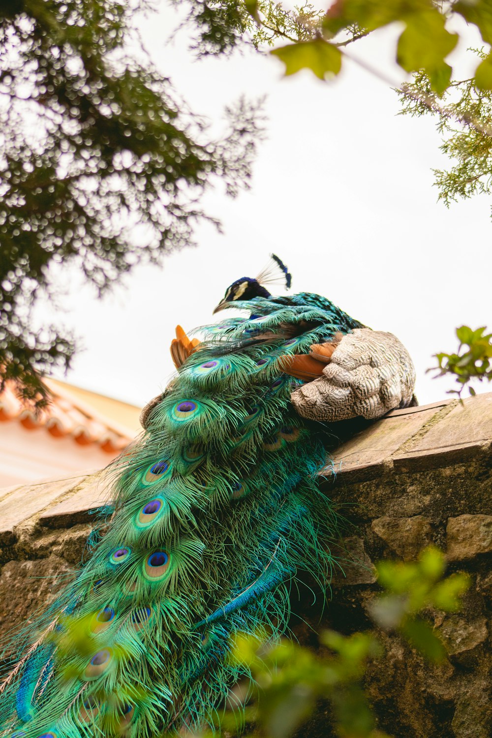 a peacock sitting on top of a stone wall