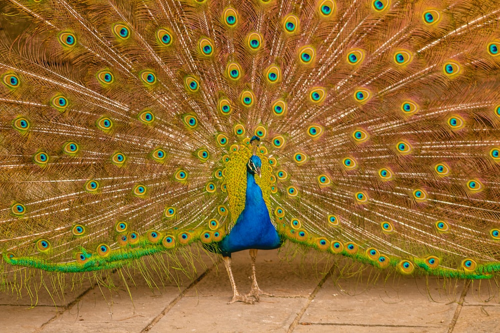 a peacock with its feathers spread out