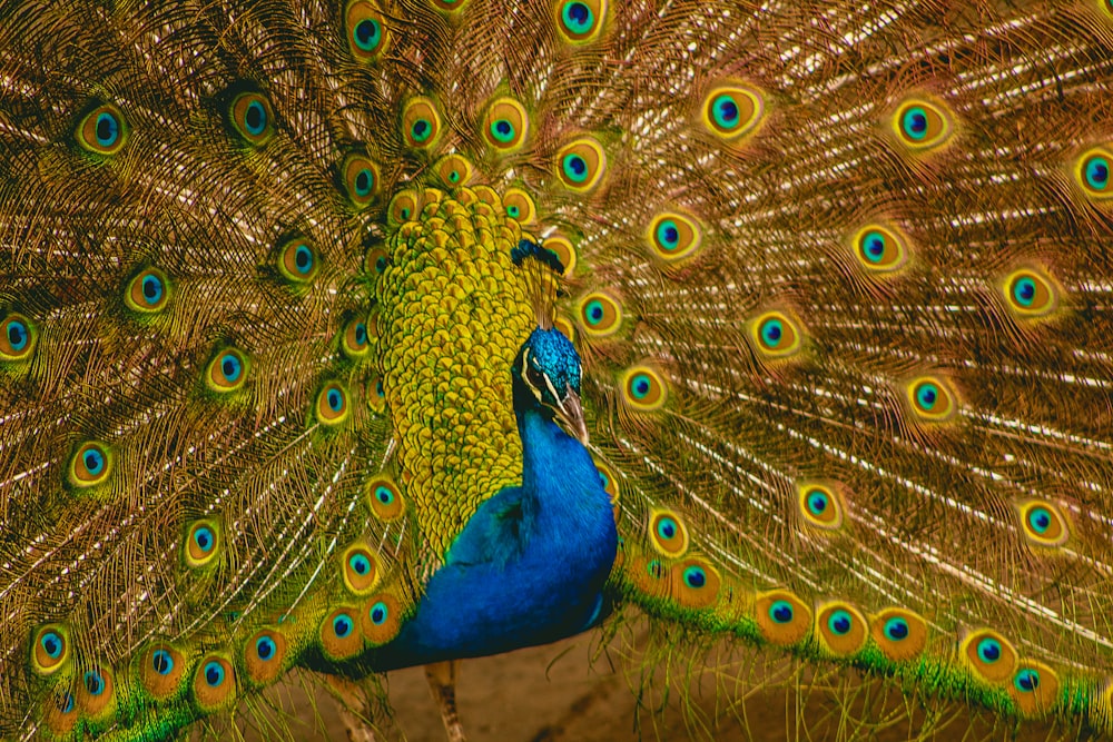 a peacock with its feathers spread out