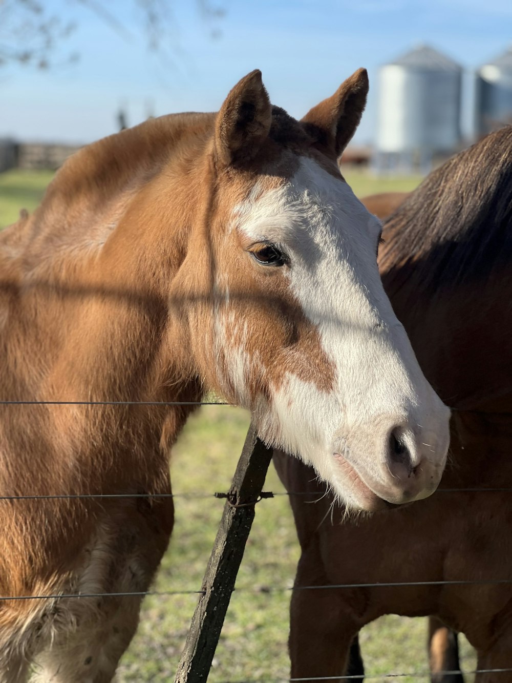 a brown and white horse standing next to a brown and white horse