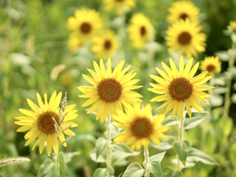 a field full of yellow sunflowers with green leaves