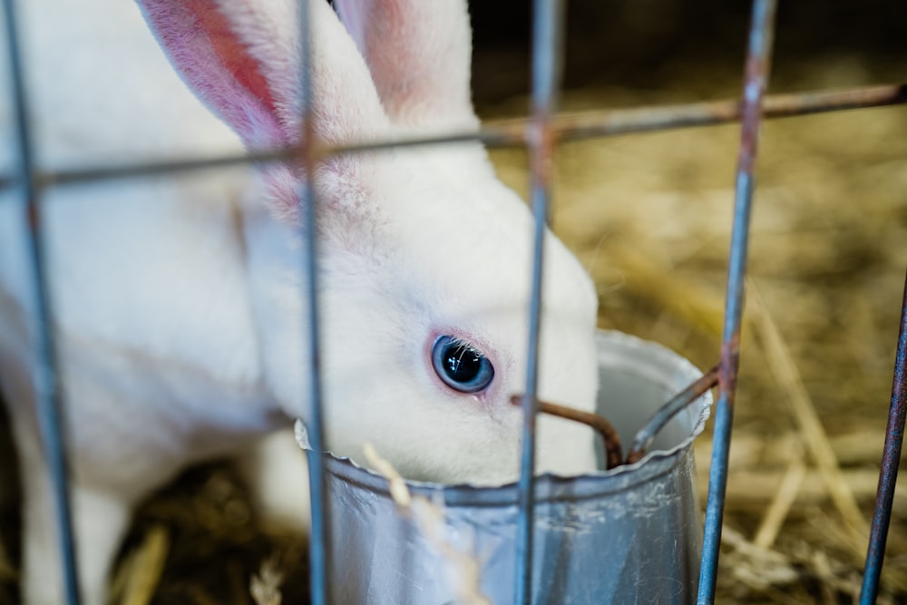 a white rabbit eating something out of a bucket