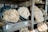 Several large pieces of cheese wrapped in black plastic are placed in wooden barrels on shelves. Each cheese wheel has a corresponding number tag, indicating their catalogued status.