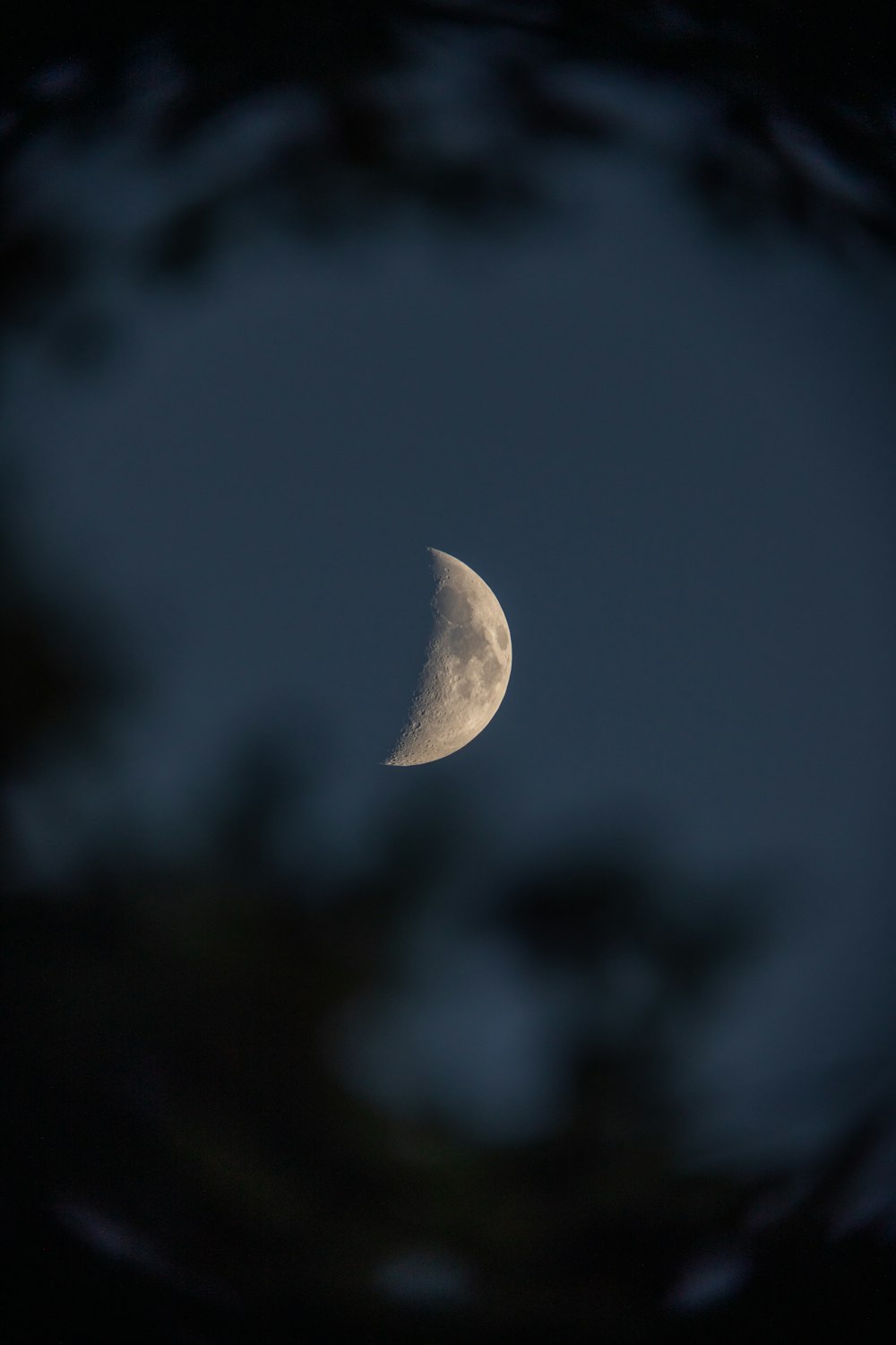 the moon is seen through the branches of a tree