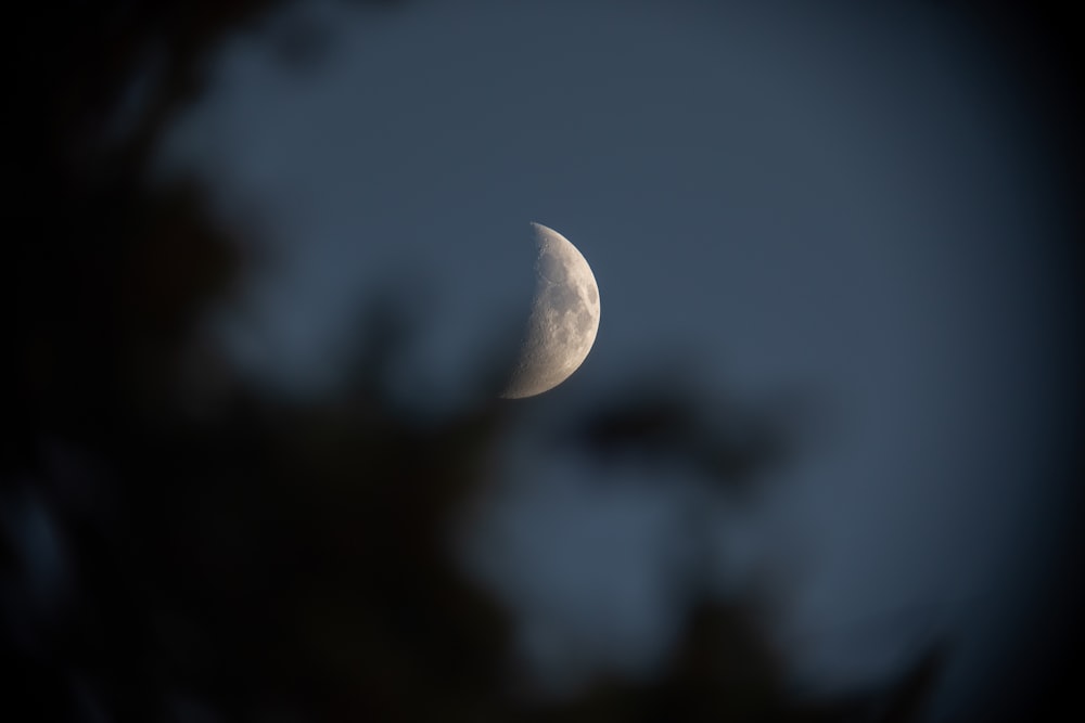 Une demi-lune vue à travers les branches d’un arbre