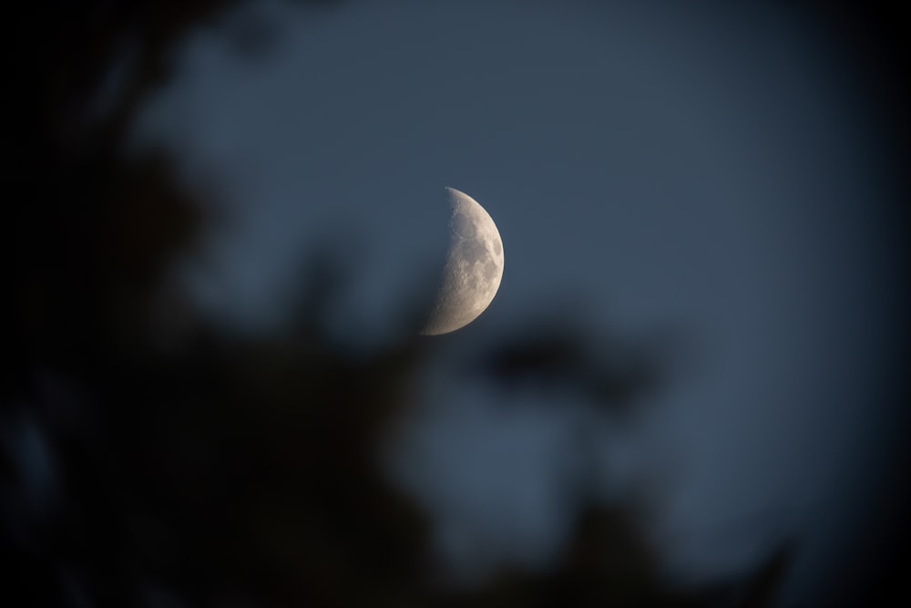 a half moon seen through the branches of a tree