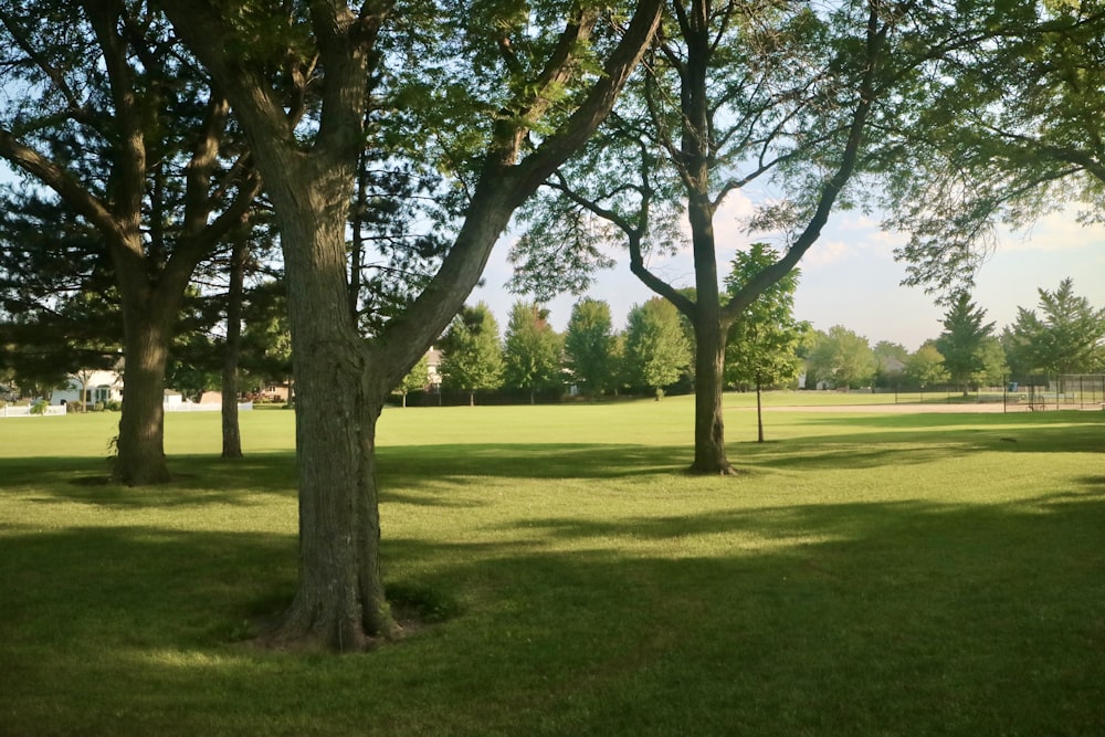 a grassy field with trees in the background