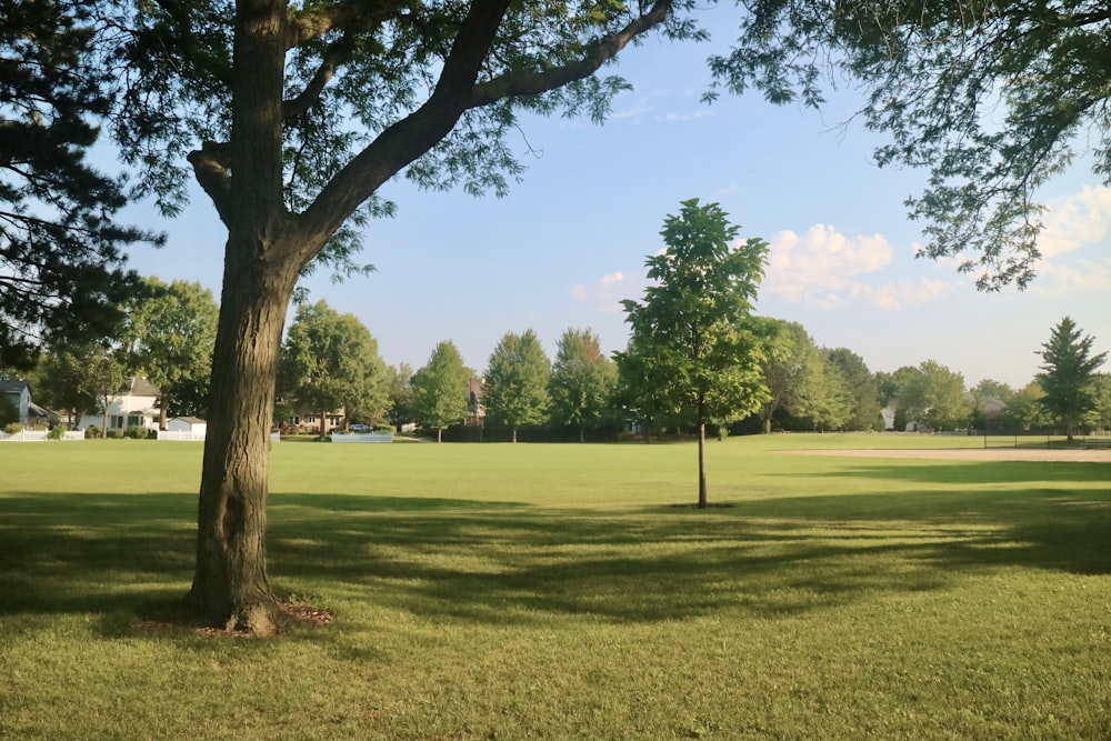 a large grassy field with a tree in the middle of it