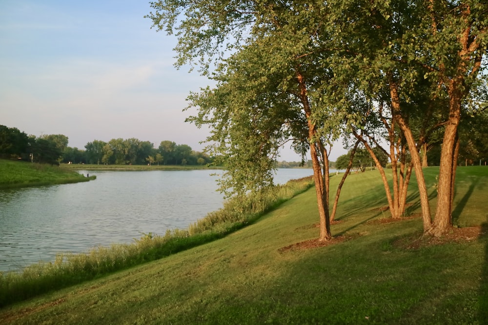 a grassy field next to a lake with trees