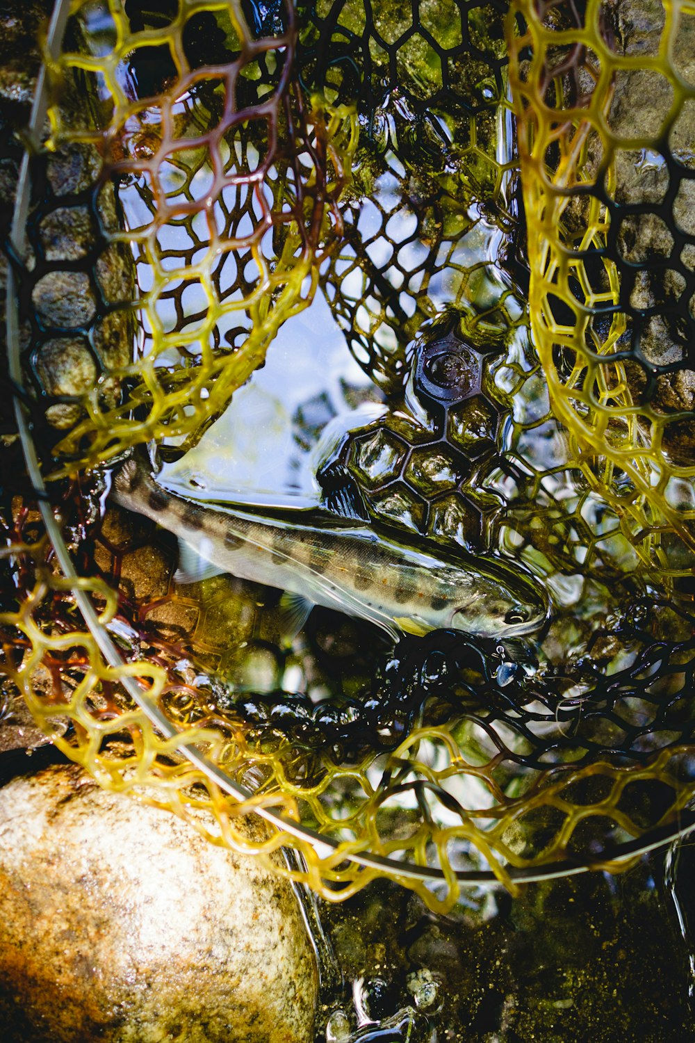 a close up of a fish in a net