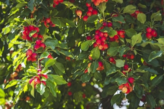 A vibrant display of healthy fruit trees in a sunny nursery.
