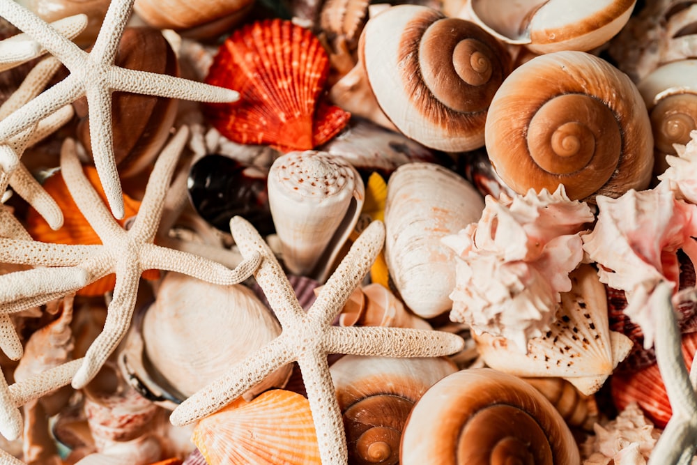 a pile of sea shells and starfish on a beach
