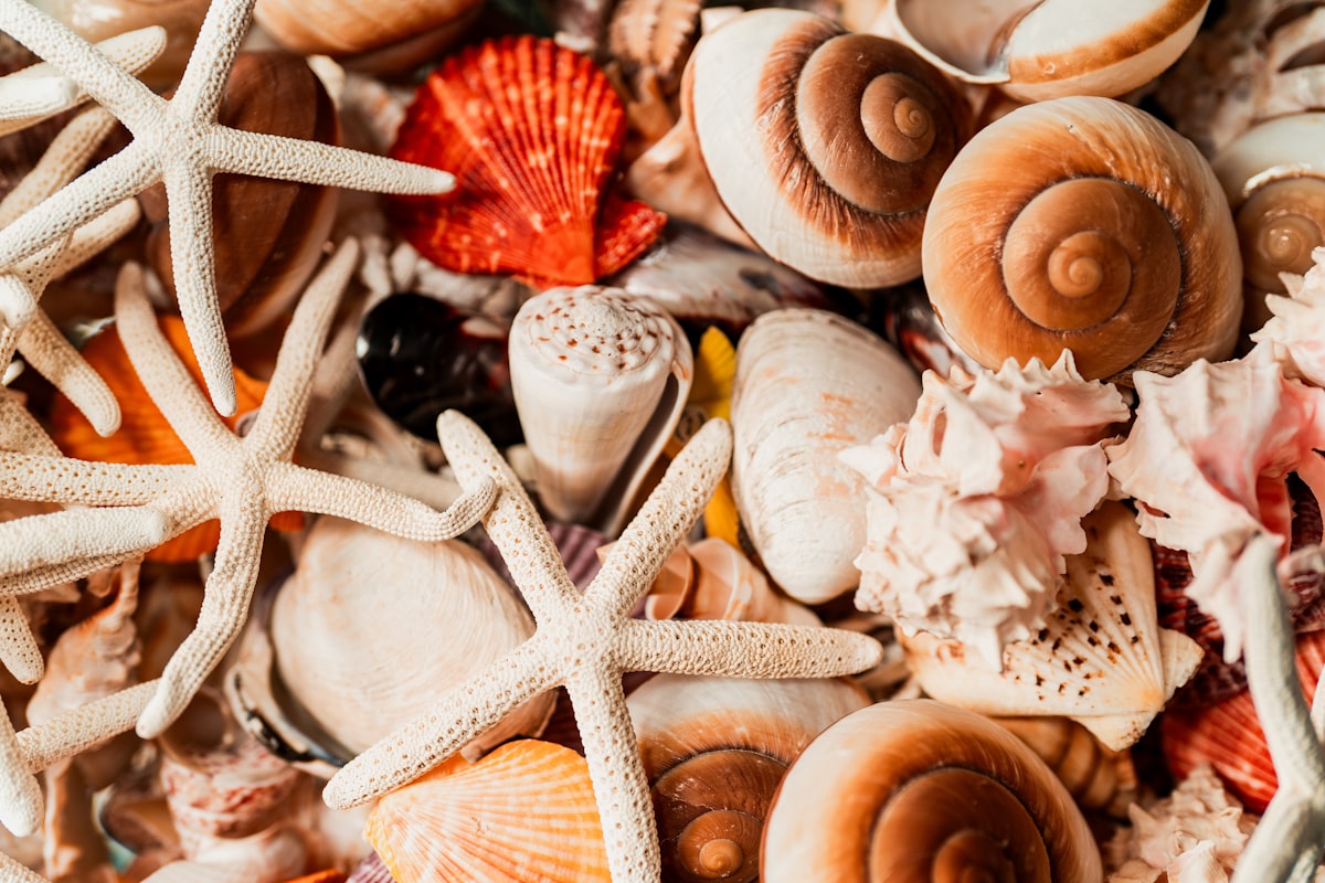 Seashells and starfish on sandy beach representing marine motif jewelry inspiration and coastal chic vacation accessories