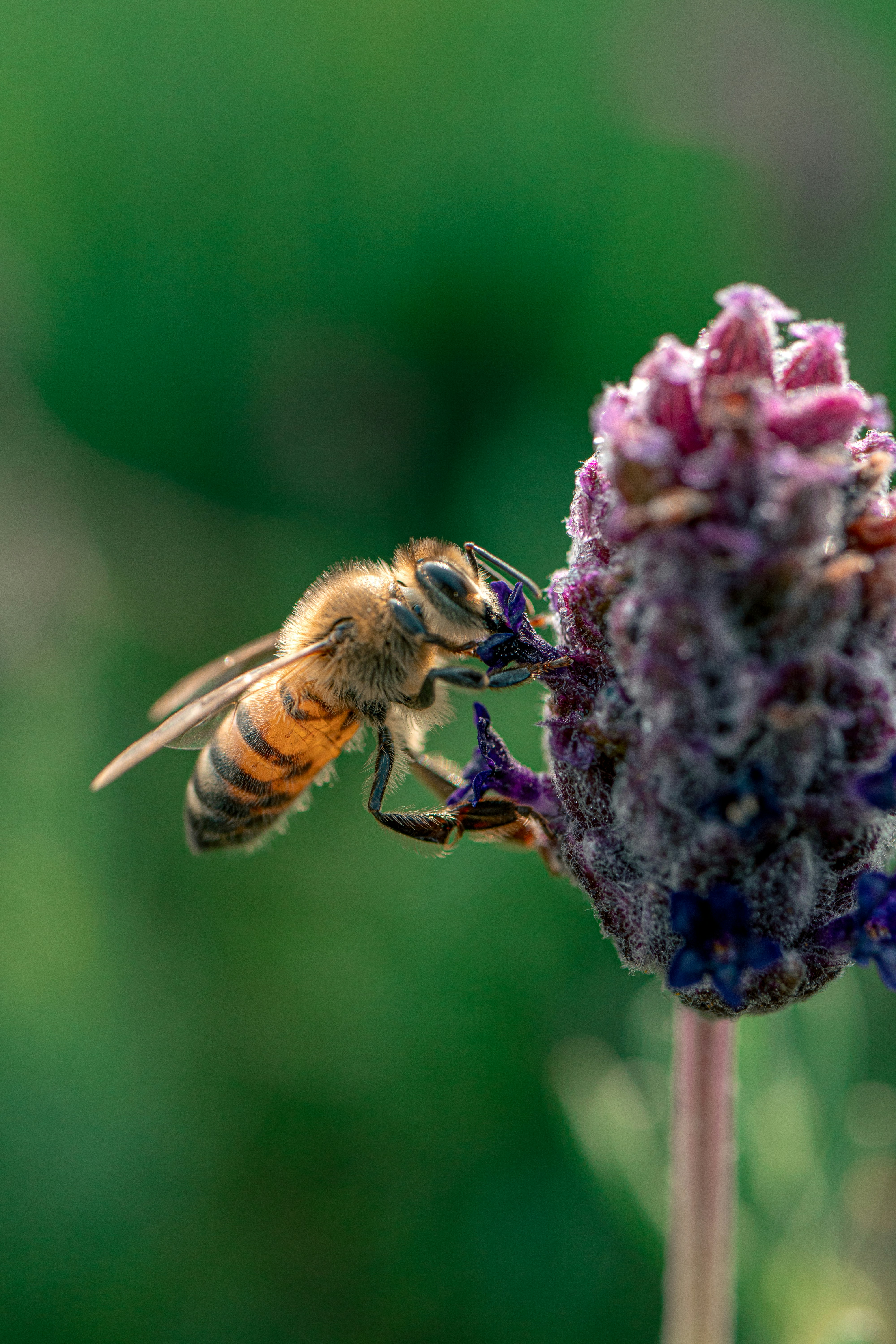Una abeja sobre una flor púrpura con un fondo borroso
