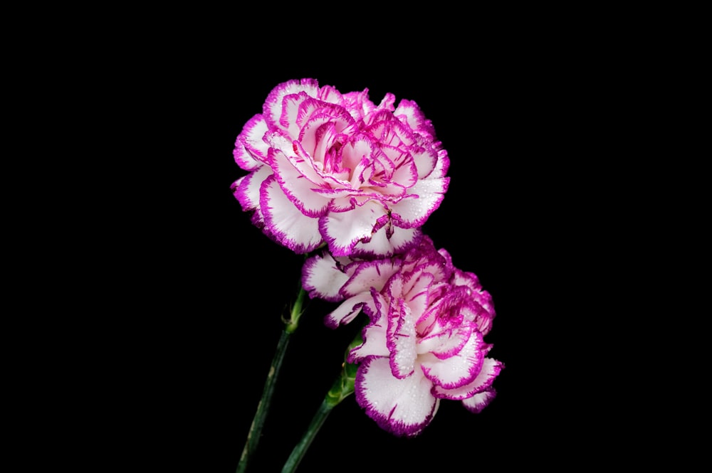 two pink and white flowers on a black background