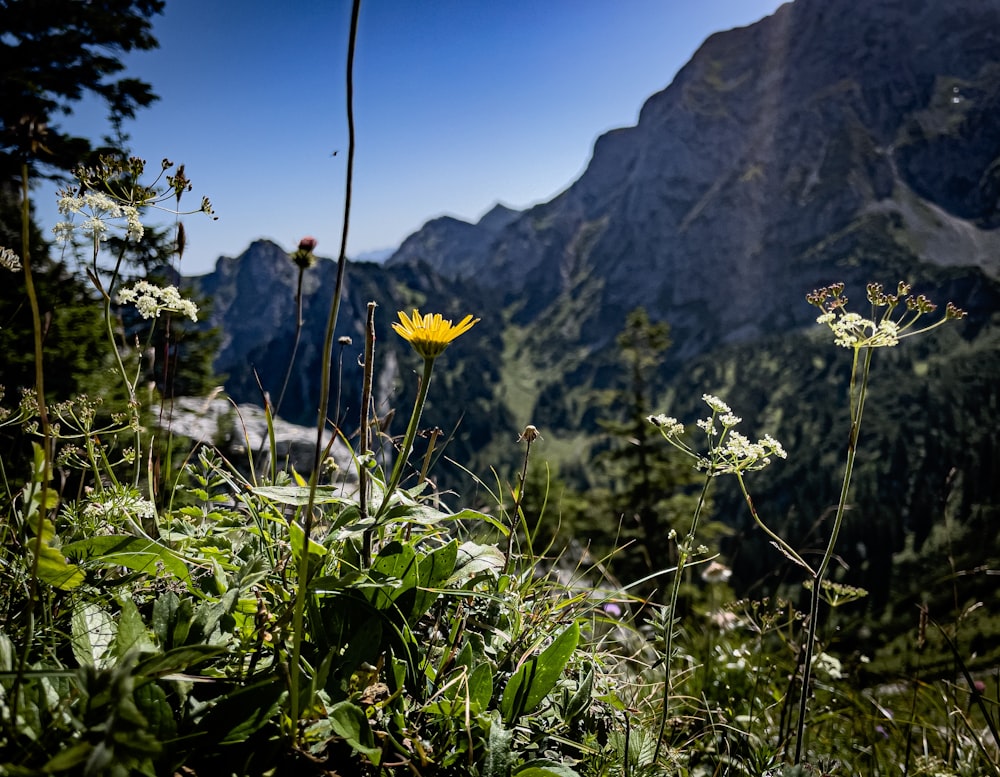 a yellow flower sitting on top of a lush green hillside