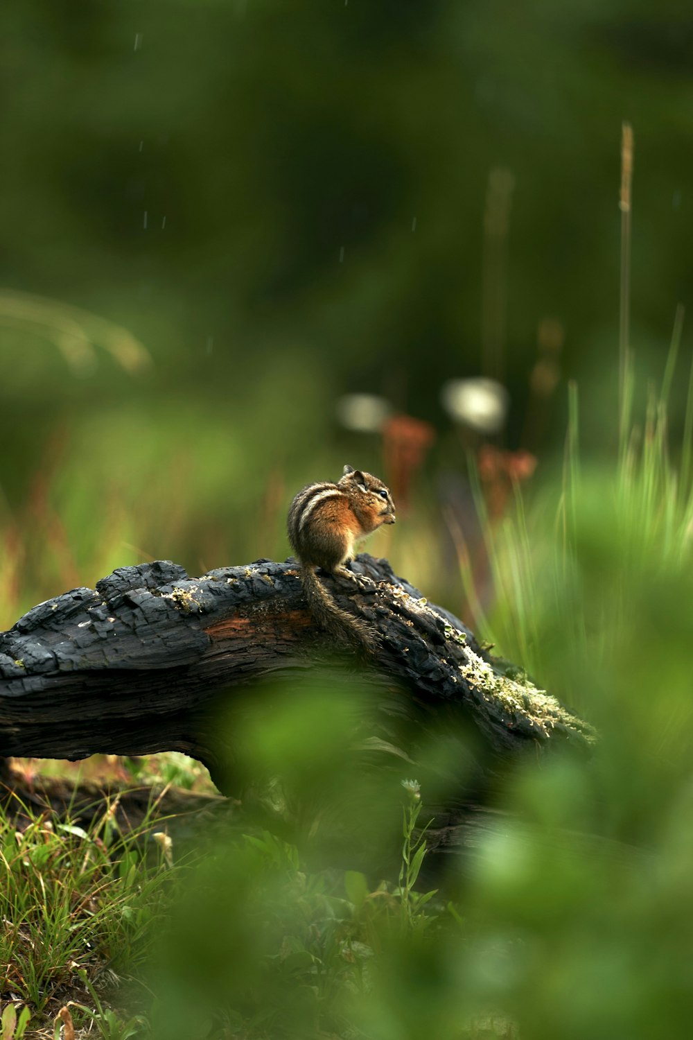 ein kleiner Vogel, der auf einem Baumstamm im Gras sitzt