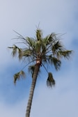 A tall palm tree swaying gently in the breeze.