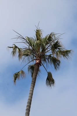 A tall palm tree swaying gently in the breeze.