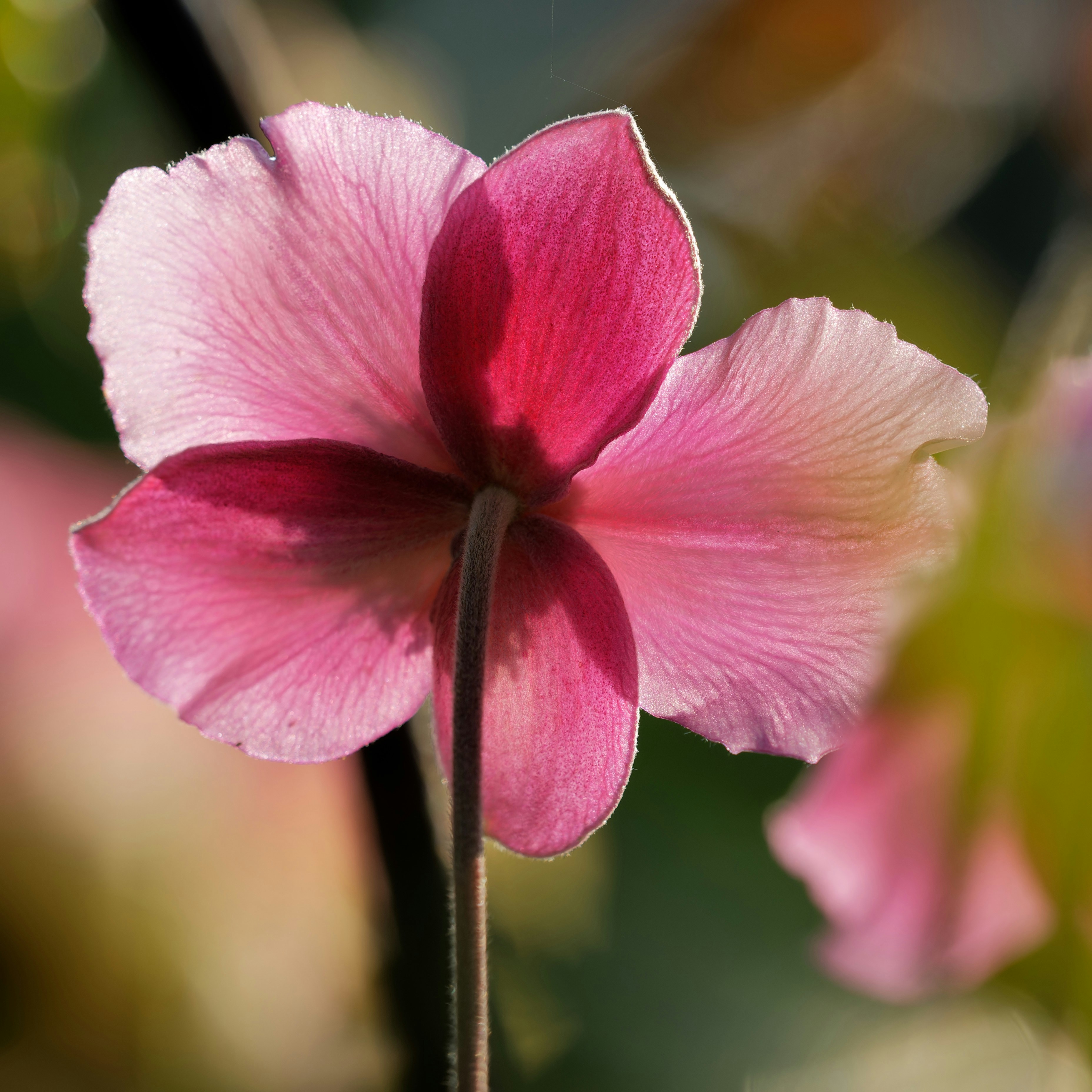 a close up of a pink flower with a blurry background