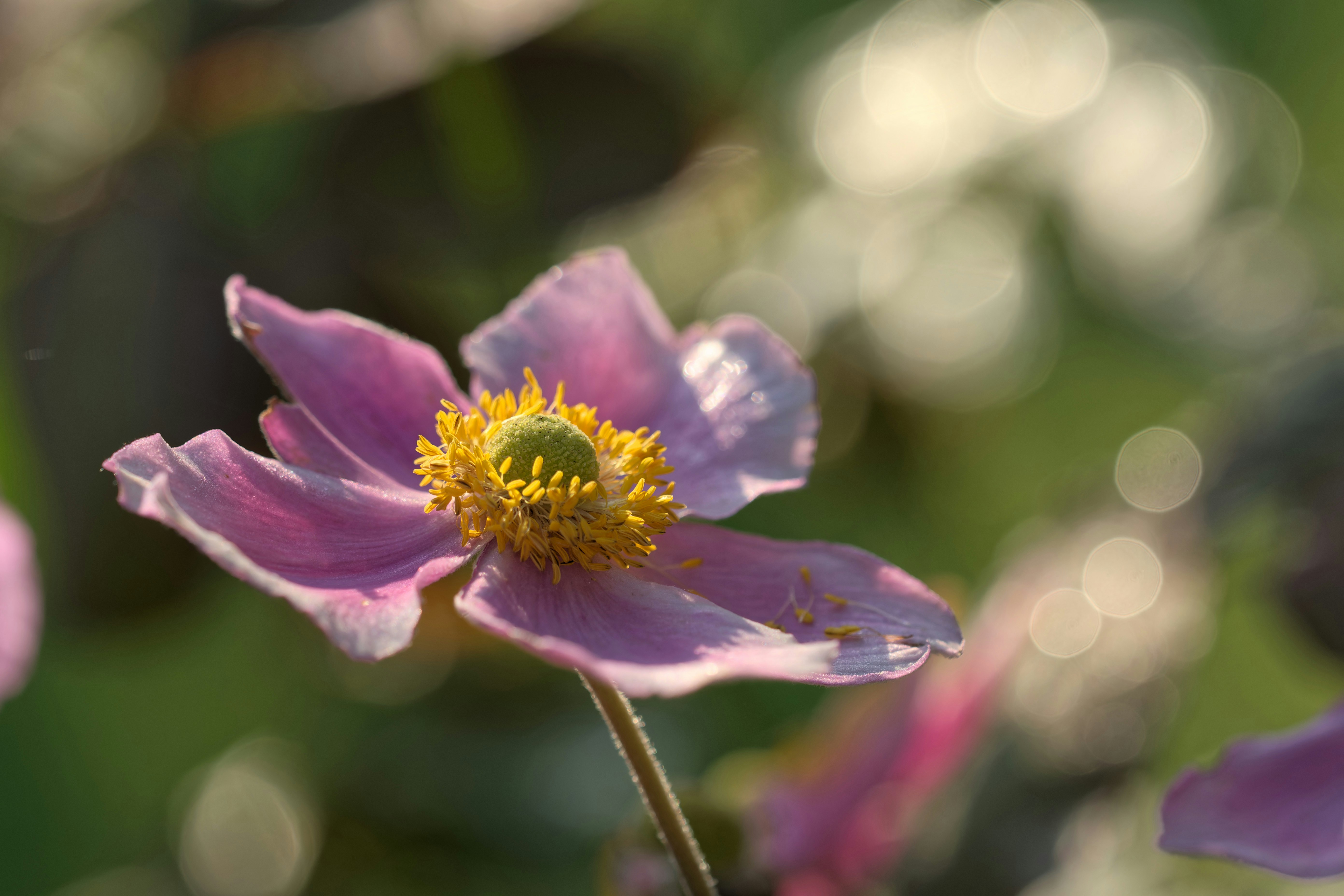 a close up of a flower with blurry background