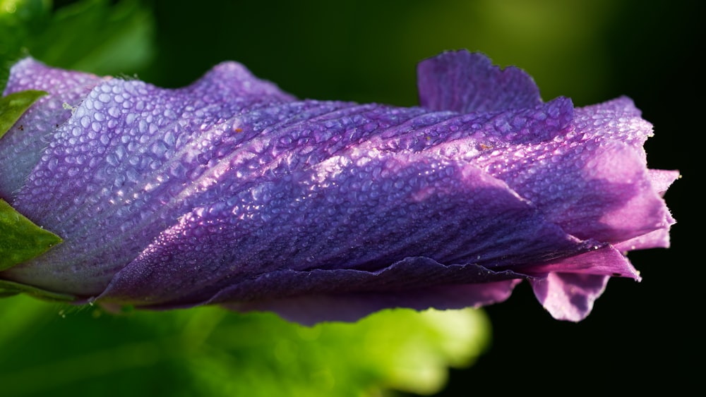 a purple flower with water droplets on it