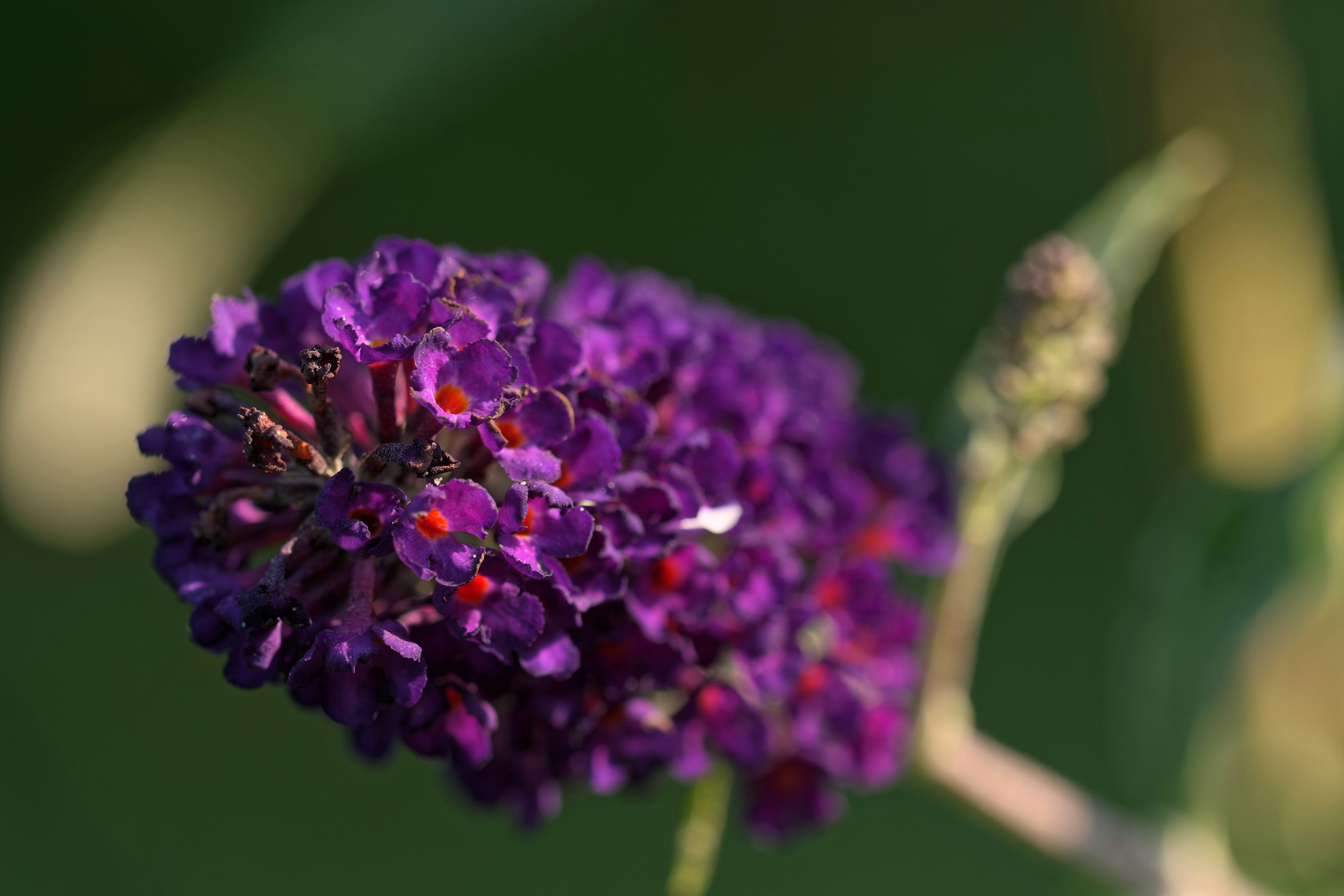 a close up of a purple flower with a blurry background