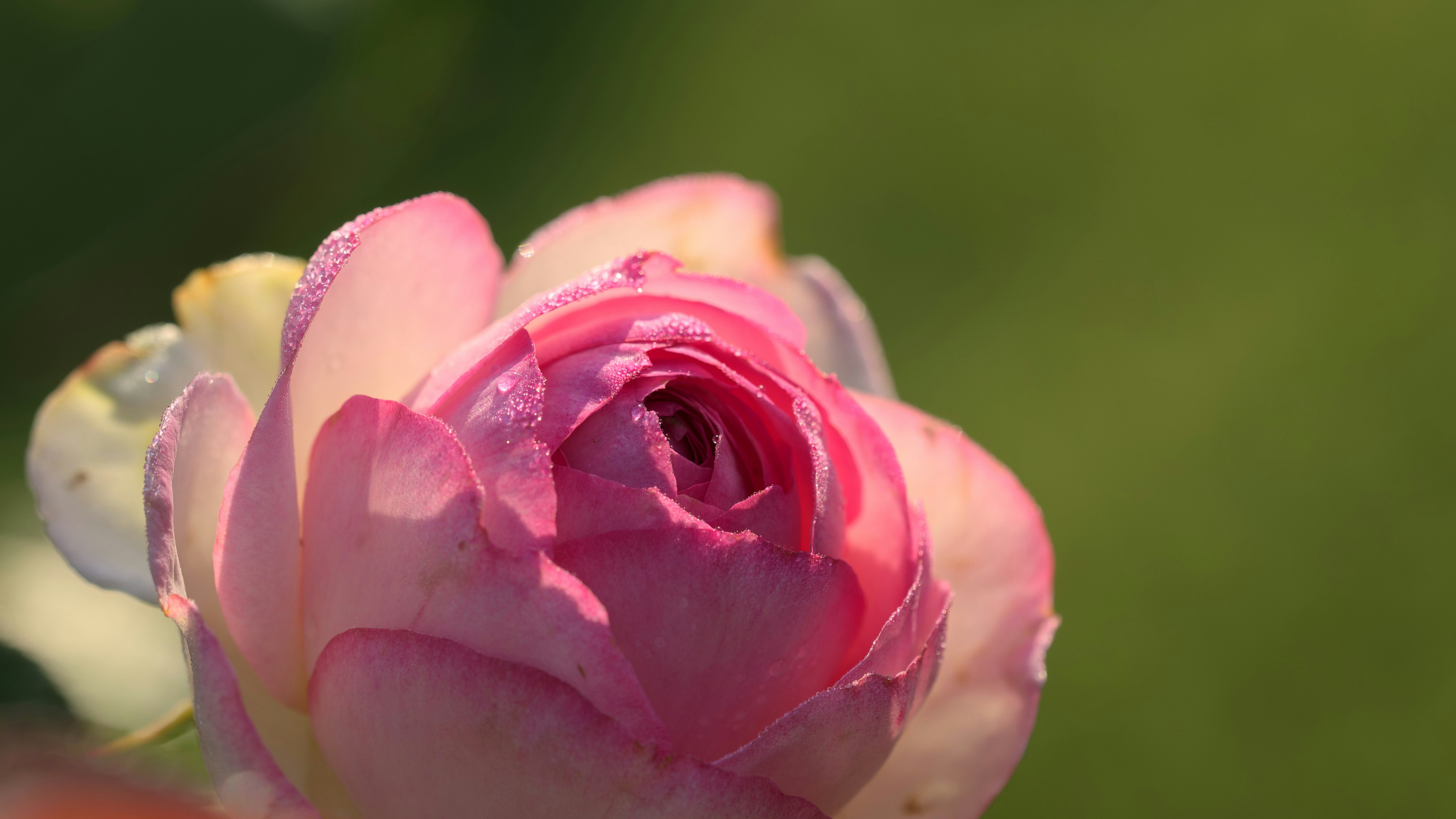a pink flower with water droplets on it