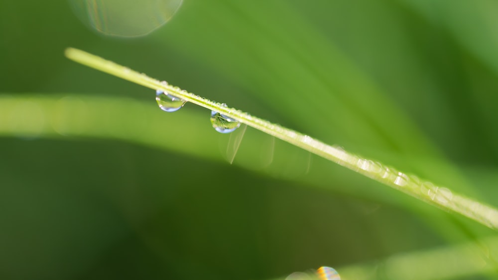a close up of water droplets on a green leaf
