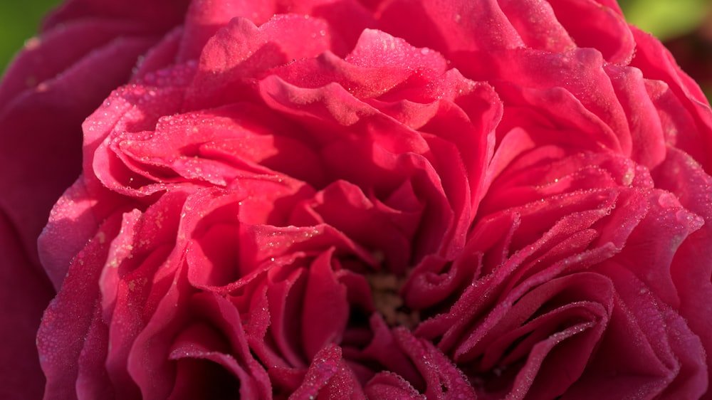 a close up of a pink flower with drops of water on it