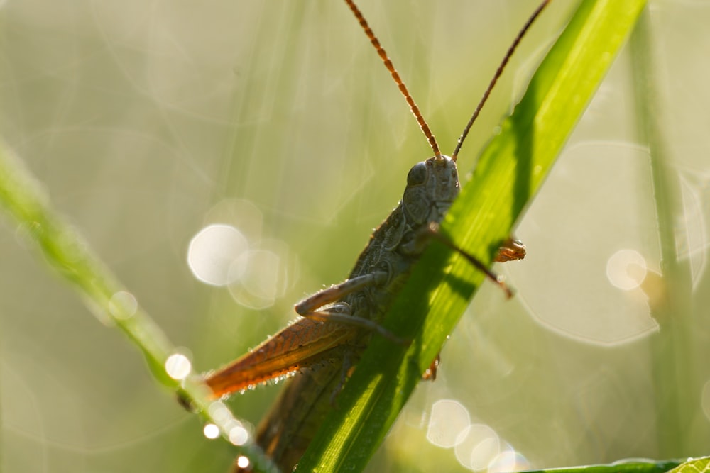 a close up of a grasshopper on a leaf