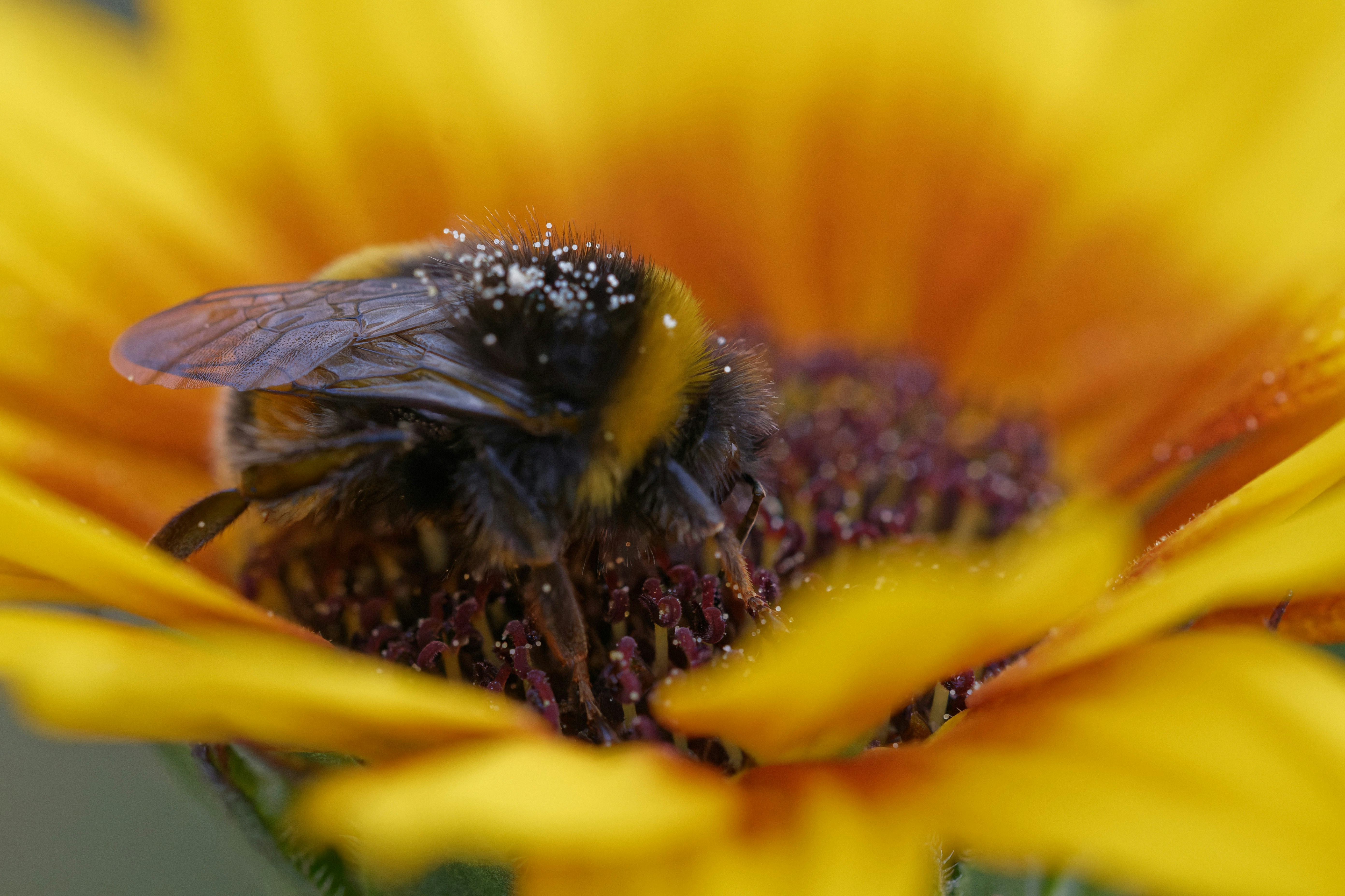 a close up of a bee on a sunflower