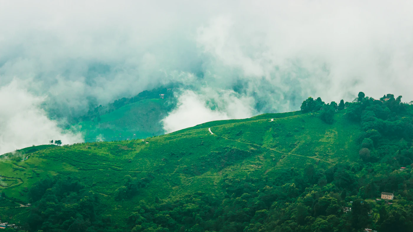 Darjeeling Tea & Peaks
