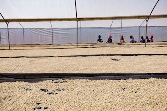A group of young cooperative members learning coffee roasting techniques in a sunlit training center.