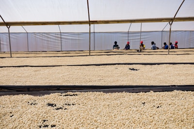 A group of students practicing coffee processing methods beside drying beds.