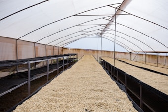 Inside a greenhouse-like structure, platforms are covered with a layer of drying coffee beans. The structure is supported by metal frames and has a translucent roof allowing light to filter through. The interior is spacious, with rows of beans organized neatly on elevated racks.