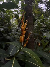 A tropical plant with elongated green leaves and a cluster of tall, slender buds that are orange and red in color. The background is a forest setting with dense green foliage, creating a natural and lush environment.