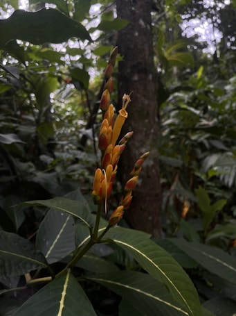 A tropical plant with elongated green leaves and a cluster of tall, slender buds that are orange and red in color. The background is a forest setting with dense green foliage, creating a natural and lush environment.