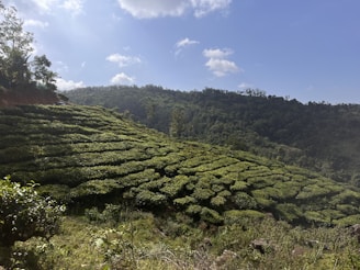 A scenic view of the lush green hills and tea gardens of Darjeeling under a clear blue sky.
