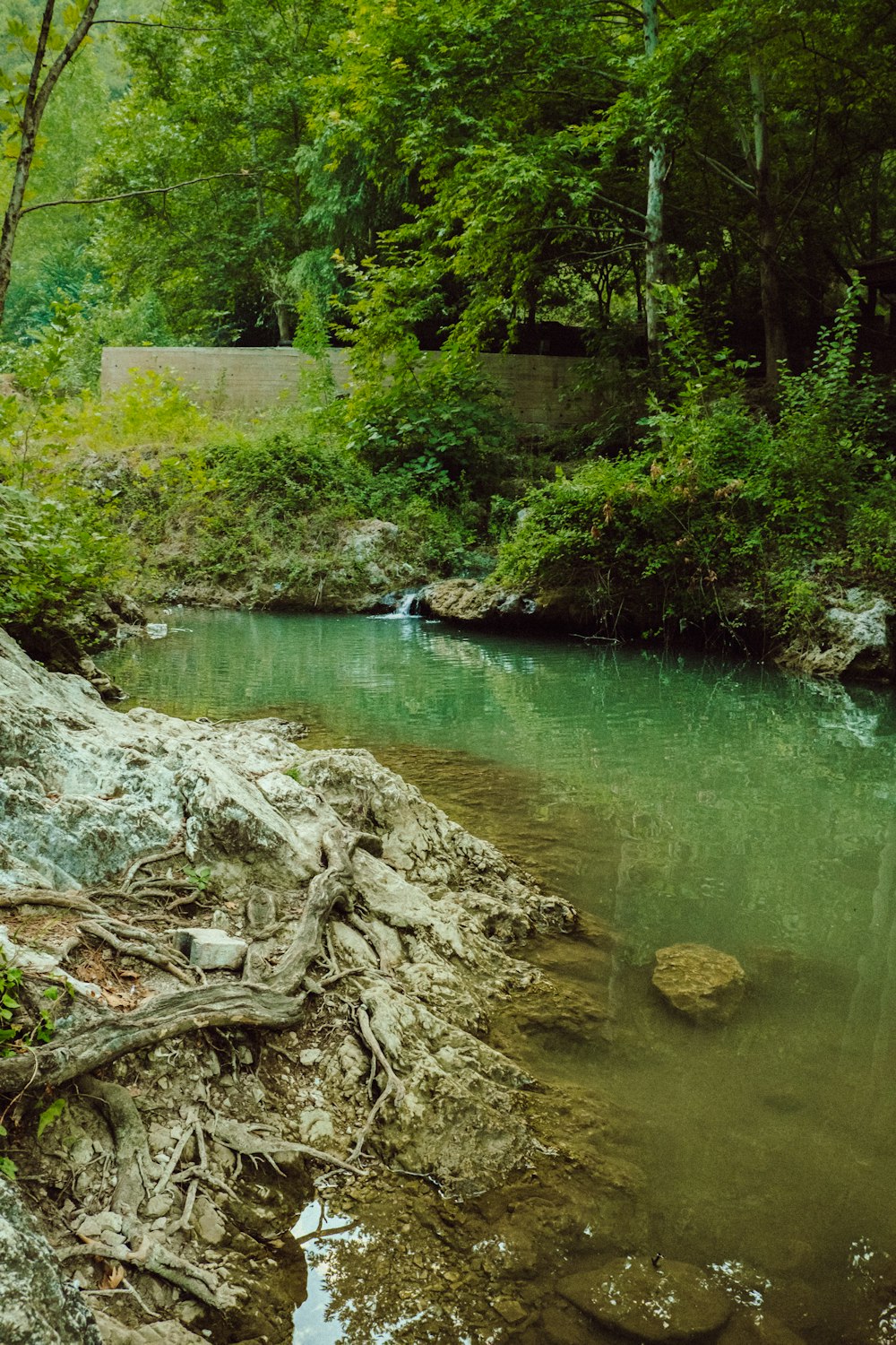 a small stream running through a lush green forest