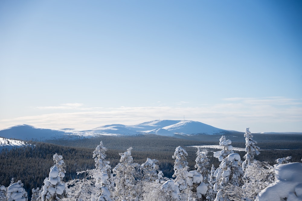 a snow covered forest with mountains in the background